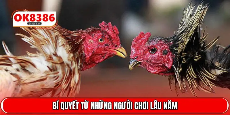 Bí quyết từ những người chơi lâu năm