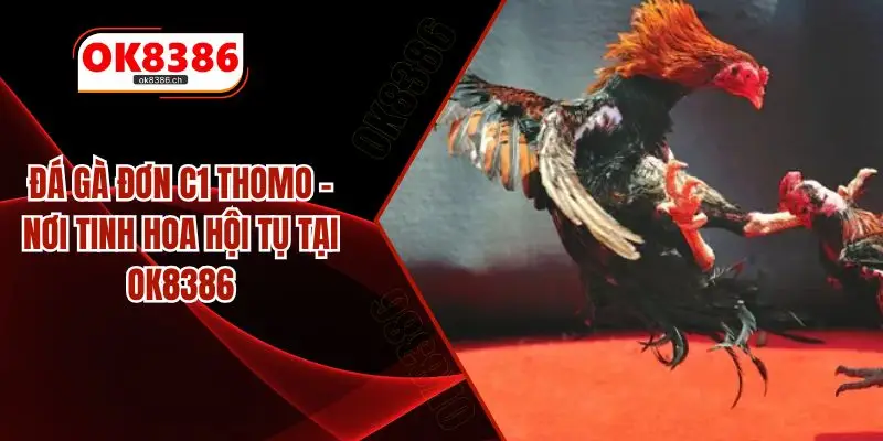 Đá Gà Đơn C1 Thomo – Nơi Tinh Hoa Hội Tụ Tại OK8386