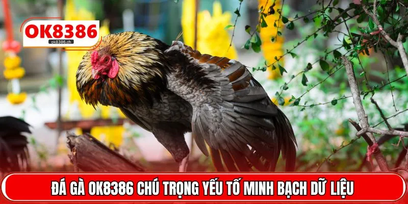 Đá gà OK8386 chú trọng yếu tố minh bạch dữ liệu 