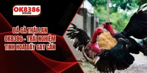 Đá Gà Thái Lan OK8386 - Trải Nghiệm Tinh Hoa Đầy Gay Cấn