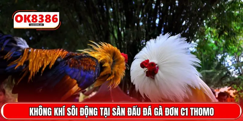 Không khí sôi động tại sàn đấu đá gà đơn C1 Thomo