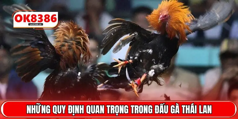Những quy định quan trọng trong đấu gà Thái Lan