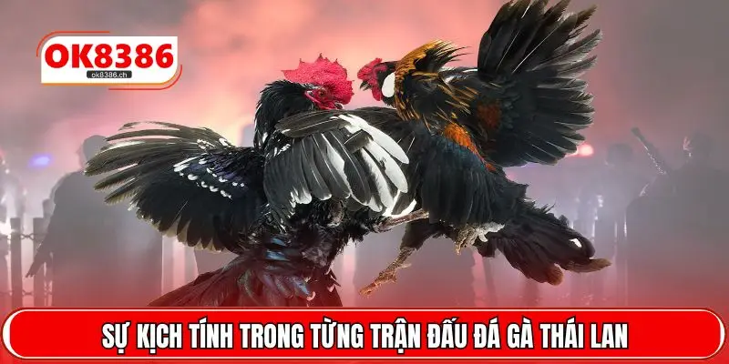 Sự kịch tính trong từng trận đấu đá gà Thái Lan